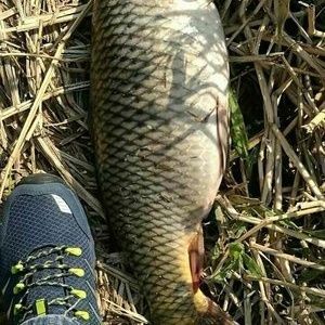 奶茶雷龍魚怎么養的：奶茶雷龍魚是一種受歡迎的觀賞魚 奶茶雷龍魚怎么養的：奶茶雷龍魚是一種受歡迎的觀賞魚 龍魚百科 第2張
