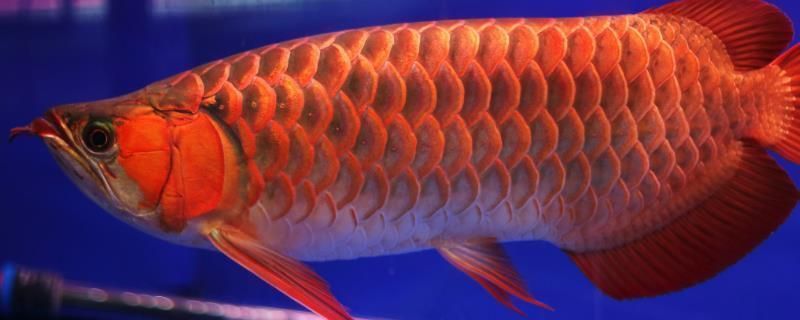 龍魚多長時間檢疫一次最好：龍魚吃食一直嚼才能吃進去 龍魚多長時間檢疫一次最好：龍魚吃食一直嚼才能吃進去 龍魚百科 第10張