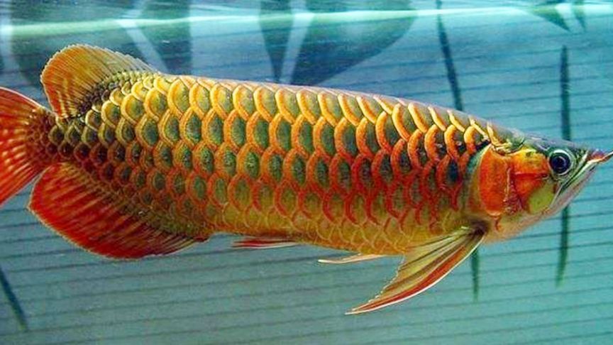 金龍魚(yú)失鰾：金龍魚(yú)失鰾怎么辦