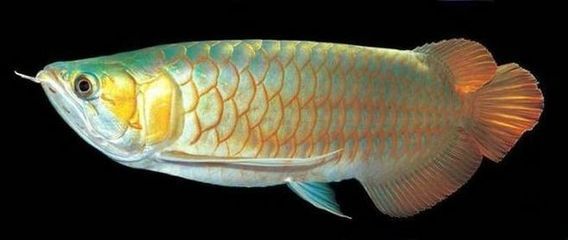 金龍魚(yú)失鰾：金龍魚(yú)失鰾怎么辦