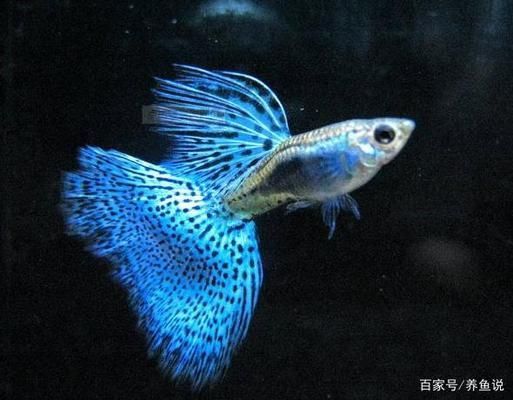 養龍魚放黃粉行嗎：養龍魚使用黃粉時需要注意以下幾點，養龍魚需要注意