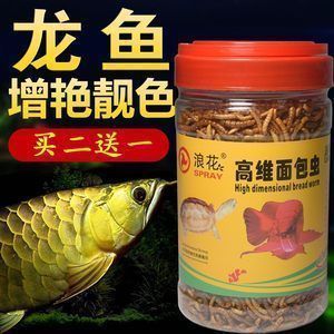 養龍魚放黃粉行嗎：養龍魚使用黃粉時需要注意以下幾點，養龍魚需要注意