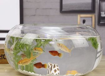 臥室放魚缸好不好，臥室養魚缸的衛生維護