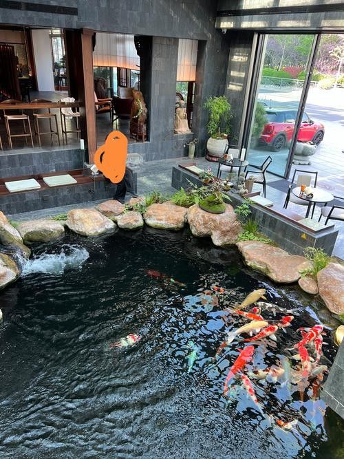 虎丘開水族店怎么樣?加盟祥龍魚場賣龍魚市場怎樣? 水族館百科(水族館加盟) 第5張 虎丘開水族店怎么樣?加盟祥龍魚場賣龍魚市場怎樣? 虎丘開水族店怎么樣?加盟祥龍魚場賣龍魚市場怎樣? 水族館百科(水族館加盟) 第5張