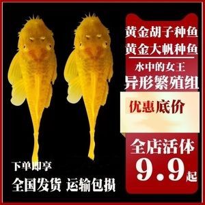 女王大帆魚苗飼料選擇指南（女王大帆魚苗繁殖期飼料選擇）