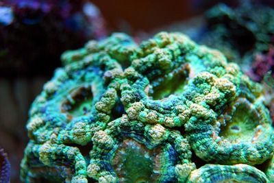 海里的紅龍魚叫什么：紅龍魚的市場價格