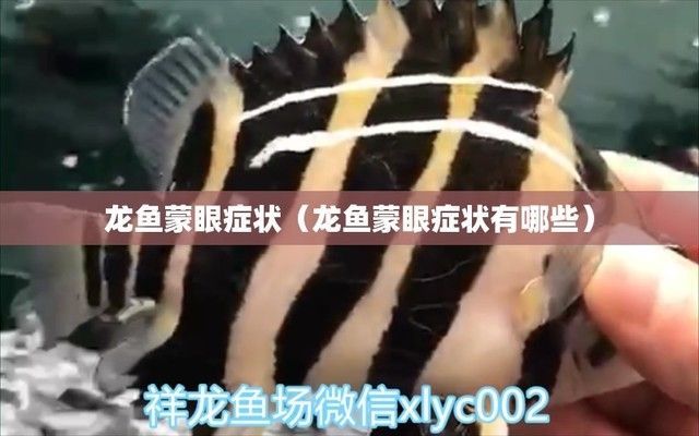 龍魚蒙眼是怎么回事（關于龍魚蒙眼的詳細信息）