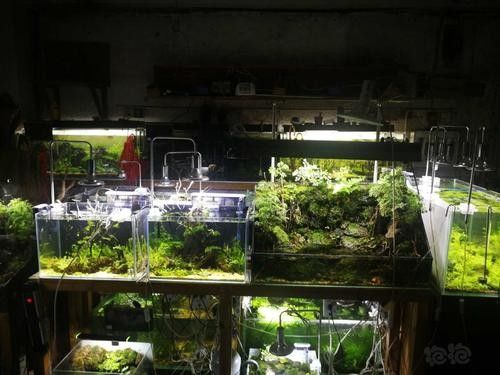 福州開水族店怎么樣？加盟祥龍魚場賣龍魚市場怎樣？