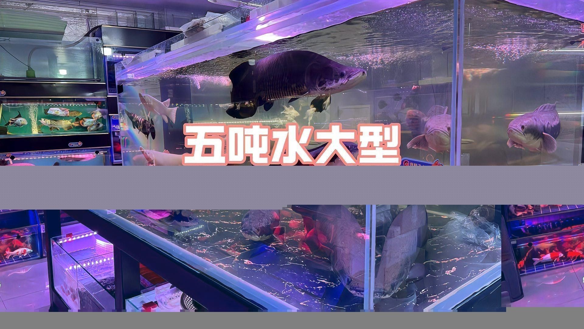 頭道湖開水族店怎么樣？加盟祥龍魚場賣龍魚市場怎樣？