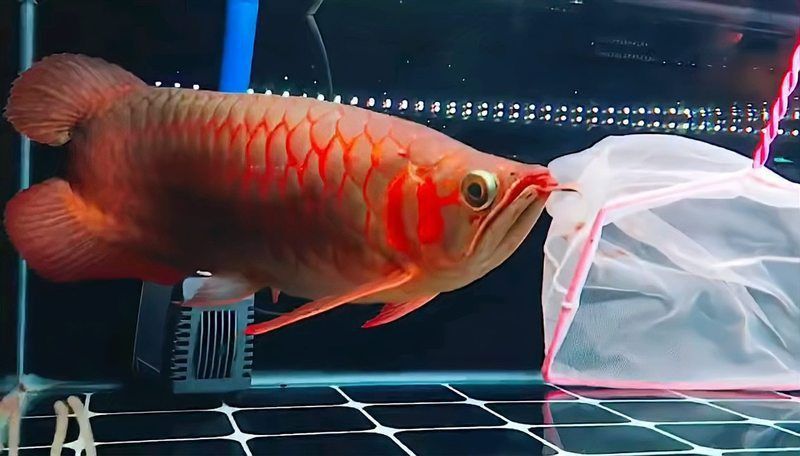 龍魚戰(zhàn)車體型什么意思