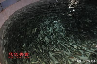 龍魚苗吃什么好：龍魚苗在成長過程中需要攝取足夠的營養以支持其快速生長和發育