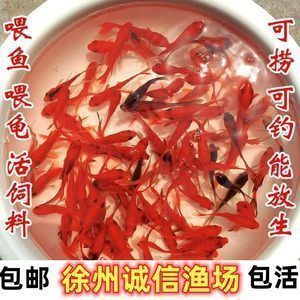 龍魚苗吃什么好：龍魚苗在成長過程中需要攝取足夠的營養以支持其快速生長和發育