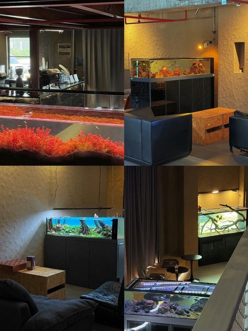 佛山開水族店怎么樣？加盟祥龍魚場賣龍魚市場怎樣？