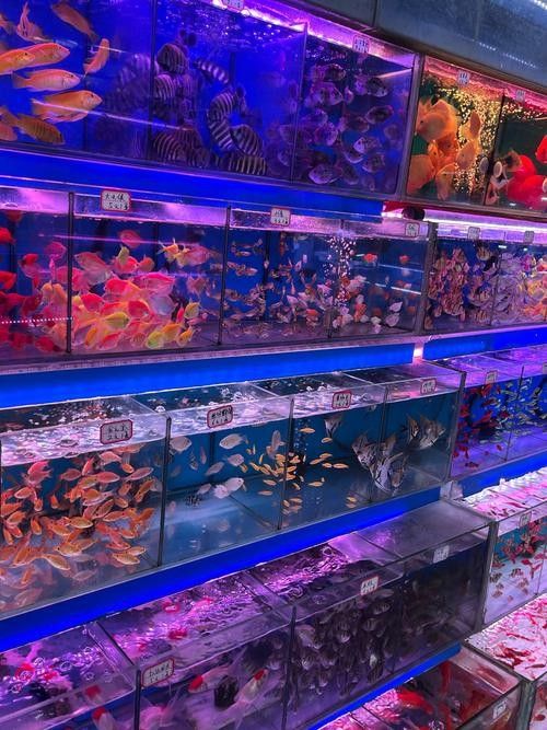 佛山開水族店怎么樣？加盟祥龍魚場賣龍魚市場怎樣？