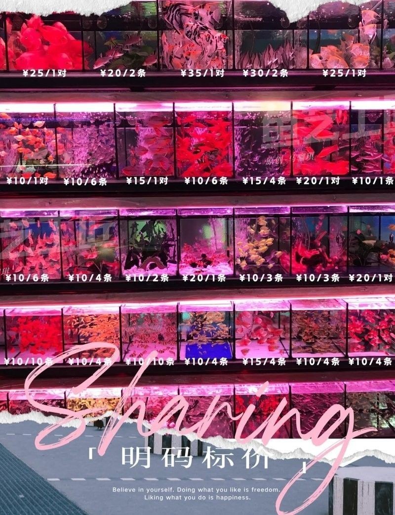 佛山開水族店怎么樣？加盟祥龍魚場賣龍魚市場怎樣？