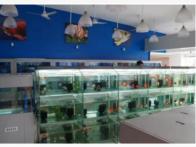 南岳開水族店怎么樣？加盟祥龍魚場賣龍魚市場怎樣？ 南岳開水族店怎么樣？加盟祥龍魚場賣龍魚市場怎樣？ 水族館百科（水族館加盟） 第4張