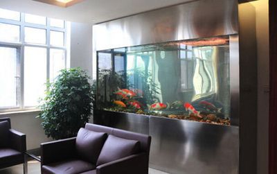 雷龍魚吃什么飼料最便宜：探索雷龍魚的營養需求與經濟飼料選擇