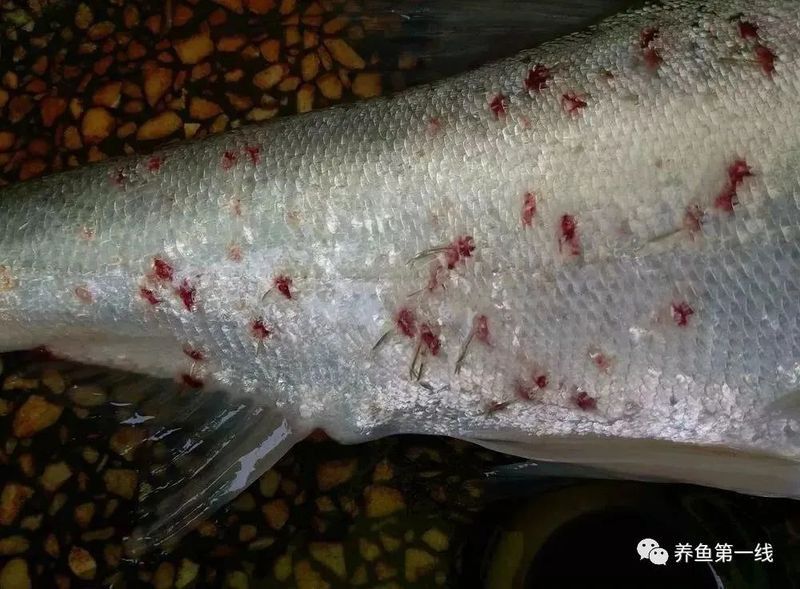 如何判斷龍魚是否得了真菌病？ 如何判斷龍魚是否得了真菌病？ 龍魚百科 第6張