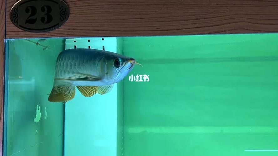 大湖紅龍的主要產地在哪里？ 大湖紅龍的主要產地在哪里？ 龍魚百科 第7張