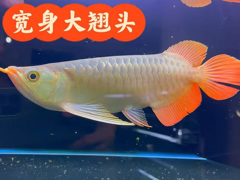 大湖紅龍的主要產地在哪里？ 大湖紅龍的主要產地在哪里？ 龍魚百科 第4張