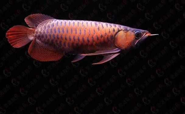 大湖紅龍的主要產地在哪里？ 大湖紅龍的主要產地在哪里？ 龍魚百科 第10張