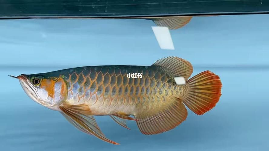 大湖紅龍的主要產地在哪里？ 大湖紅龍的主要產地在哪里？ 龍魚百科 第8張