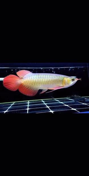 大湖紅龍的主要產地在哪里？ 大湖紅龍的主要產地在哪里？ 龍魚百科 第9張
