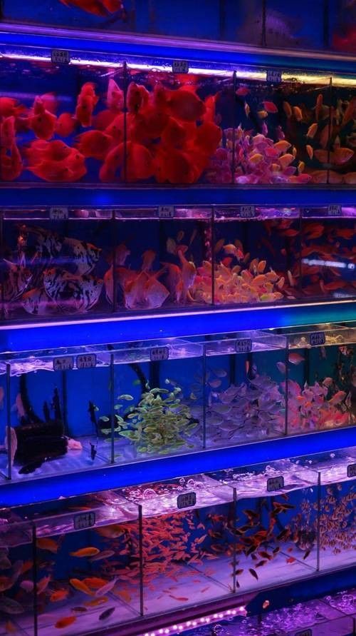 長沙縣開水族店怎么樣？加盟祥龍魚場賣龍魚市場怎樣？