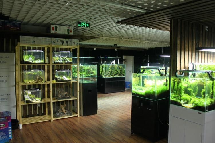 長沙縣開水族店怎么樣？加盟祥龍魚場賣龍魚市場怎樣？