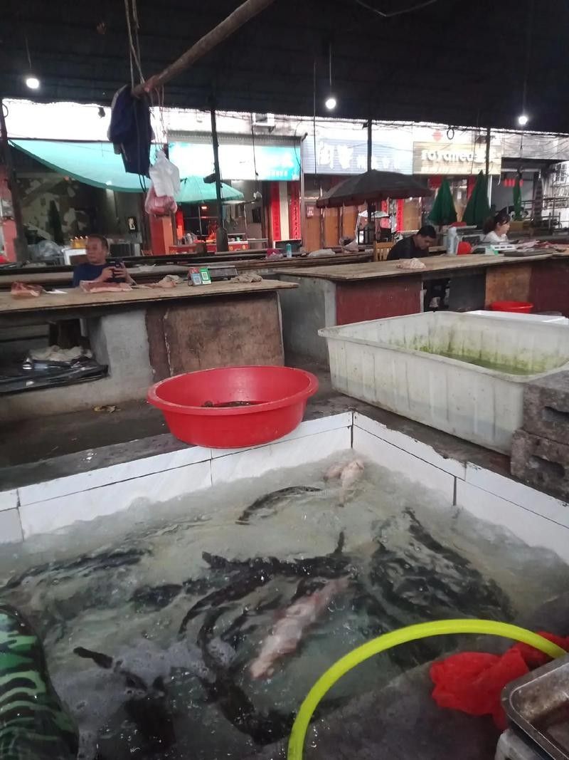 張灣開水族店怎么樣？加盟祥龍魚場賣龍魚市場怎樣？