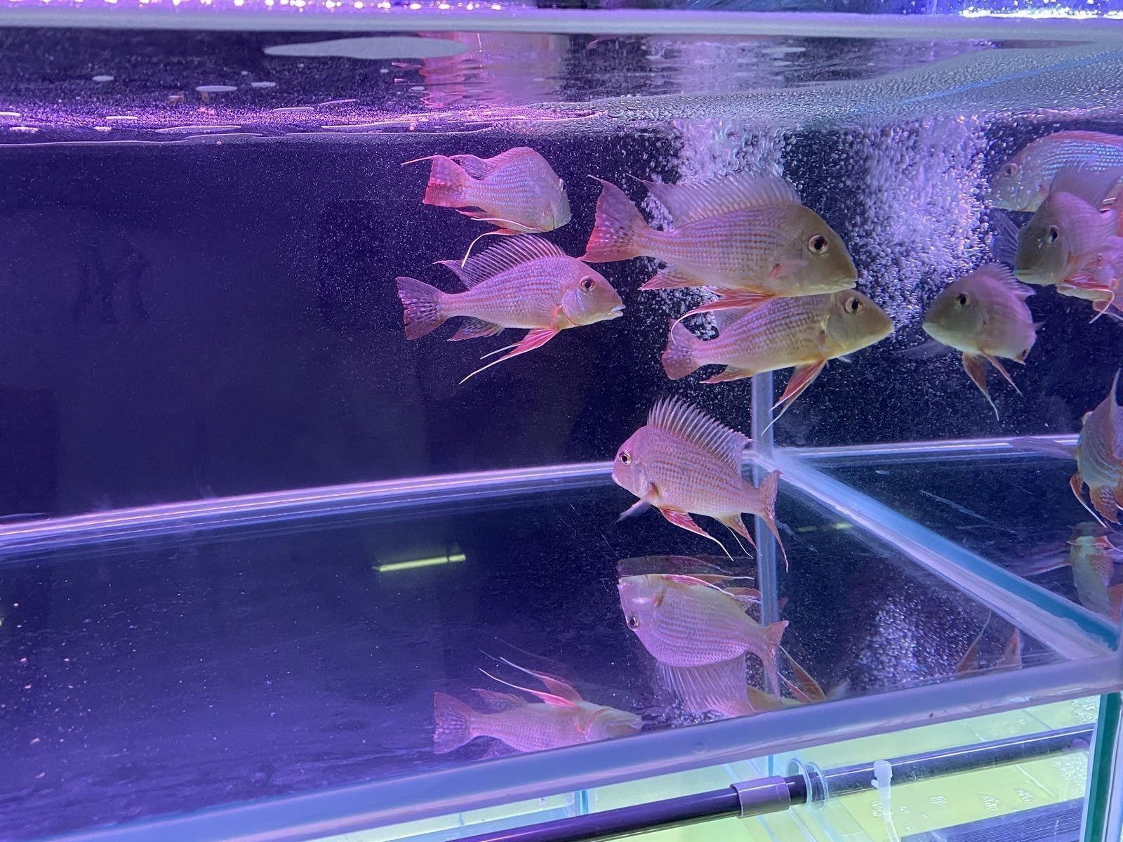 ?？陂_水族店怎么樣？加盟祥龍魚場賣龍魚市場怎樣？