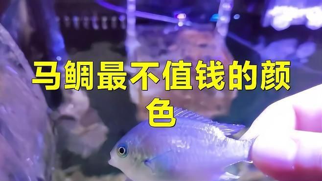 馬鯛最不值錢的顏色