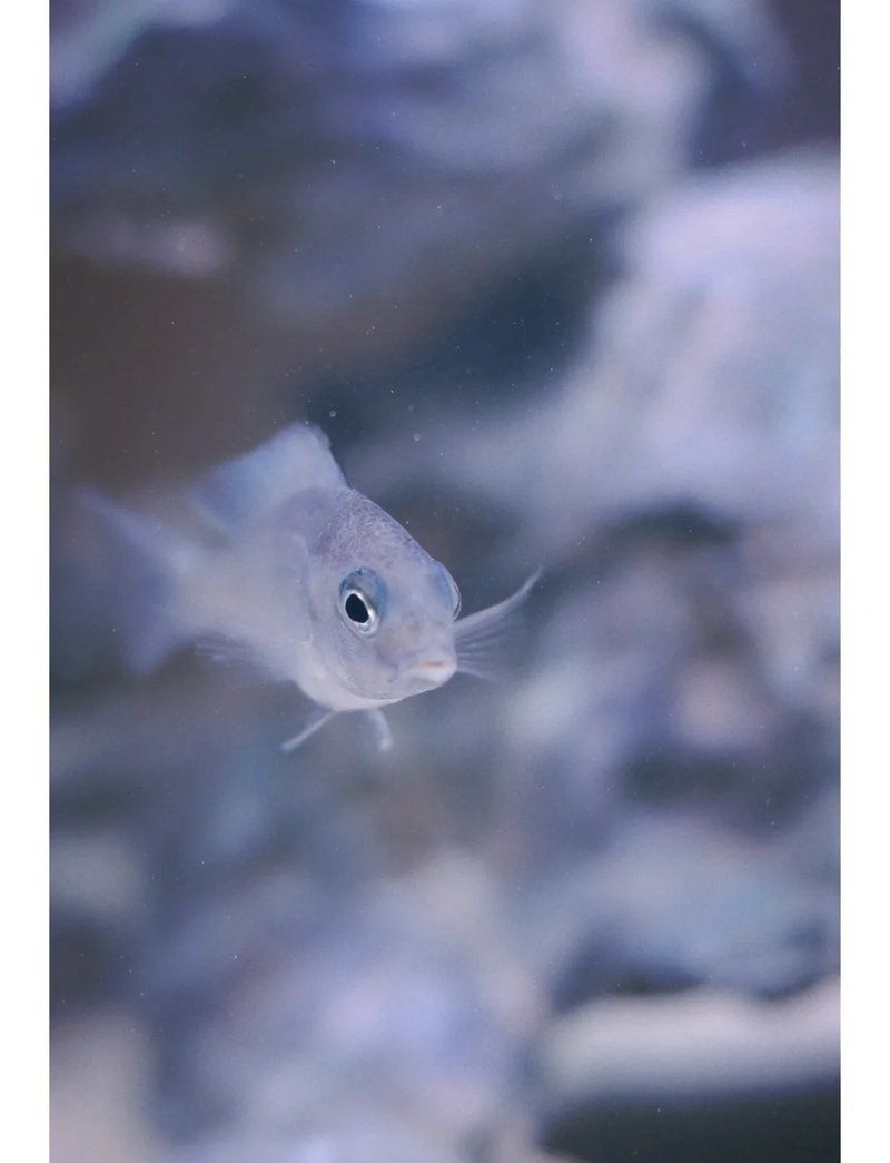 馬鯛最不值錢的顏色