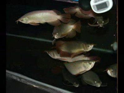 養金龍魚背景用什么顏色好：養金龍魚背景顏色的選擇