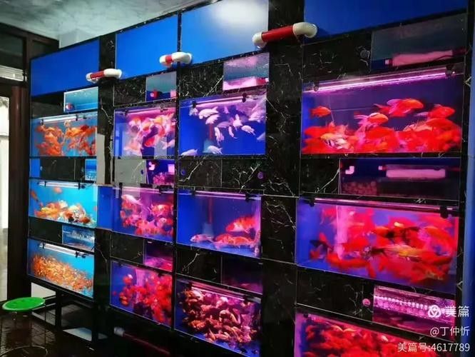 臨夏縣開水族店怎么樣？加盟祥龍魚場賣龍魚市場怎樣？