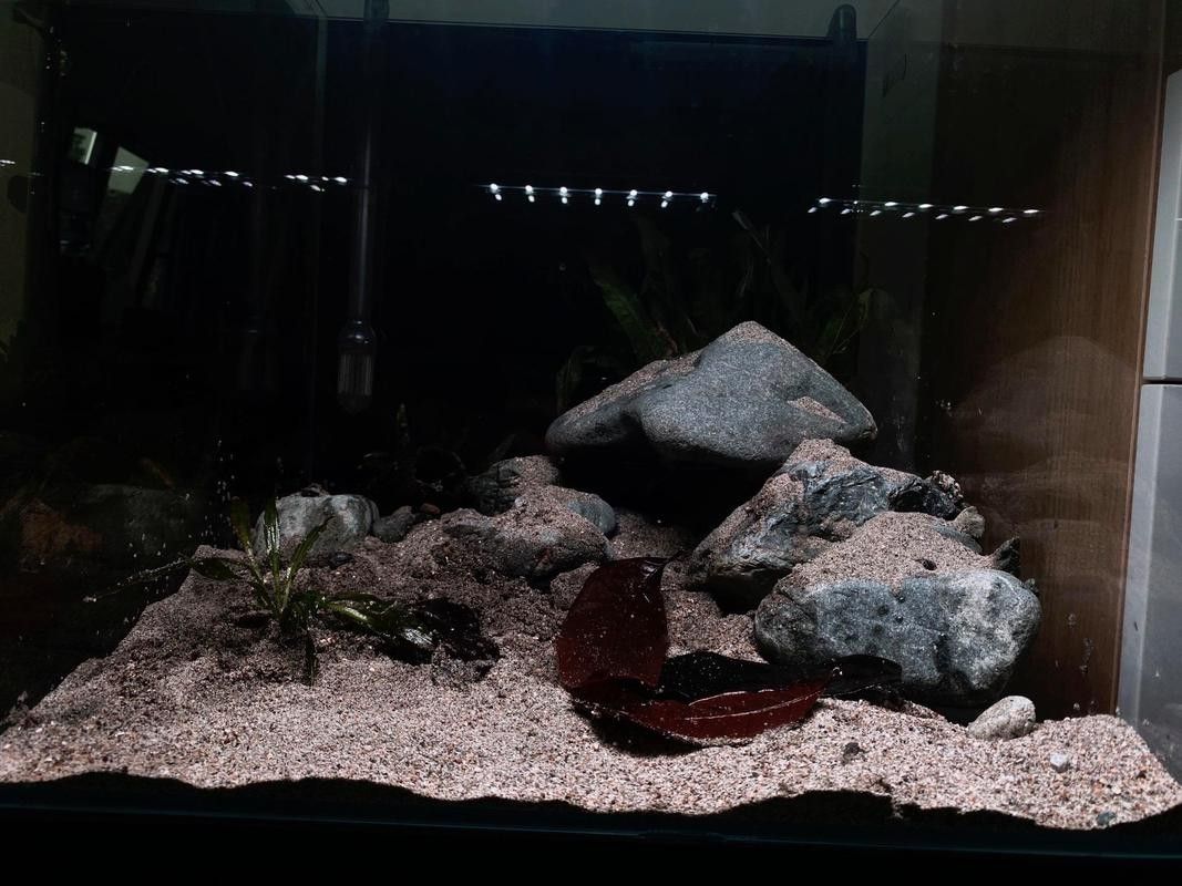 雷龍魚缸造景圖片欣賞 龍魚百科 第11張 雷龍魚缸造景圖片欣賞 雷龍魚缸造景圖片欣賞 龍魚百科 第11張