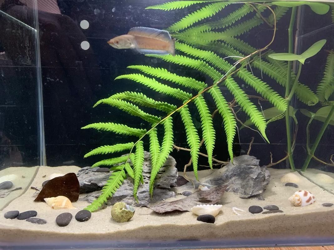 雷龍魚缸造景圖片欣賞 龍魚百科 第20張 雷龍魚缸造景圖片欣賞 雷龍魚缸造景圖片欣賞 龍魚百科 第20張