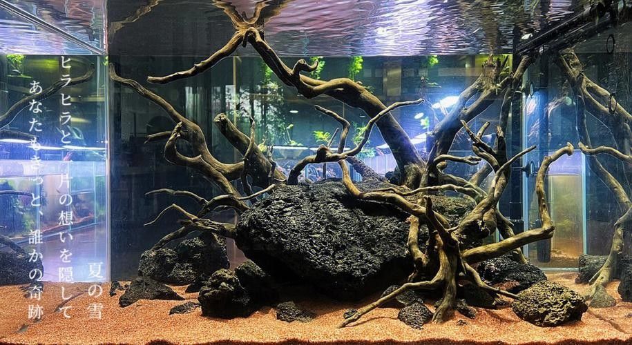 雷龍魚缸造景圖片欣賞 龍魚百科 第23張 雷龍魚缸造景圖片欣賞 雷龍魚缸造景圖片欣賞 龍魚百科 第23張