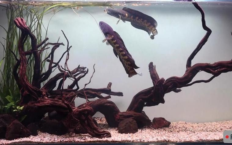 雷龍魚缸造景圖片欣賞 龍魚百科 第16張 雷龍魚缸造景圖片欣賞 雷龍魚缸造景圖片欣賞 龍魚百科 第16張