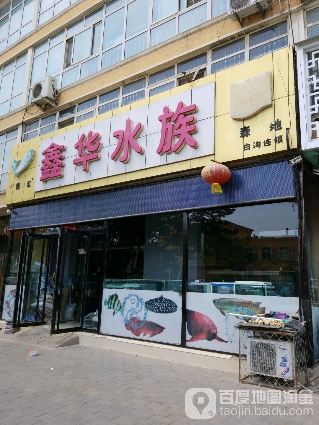 高碑店開水族店怎么樣？加盟祥龍魚場賣龍魚市場怎樣？