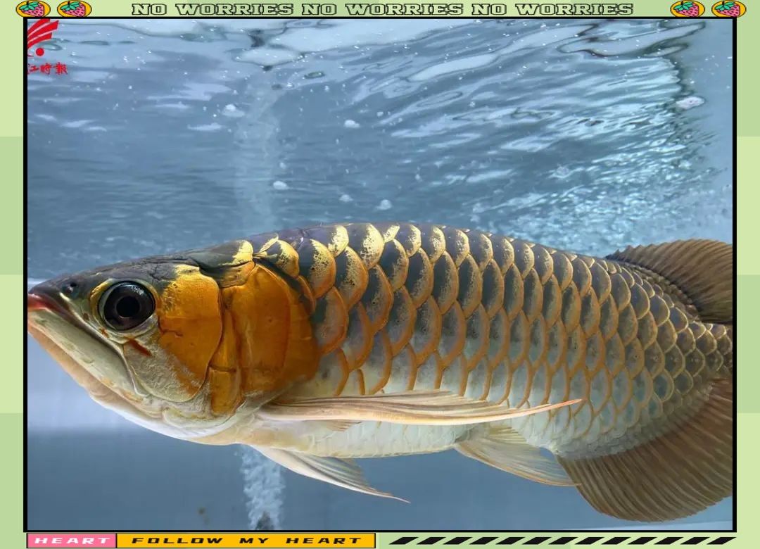 會(huì)東開水族店怎么樣？加盟祥龍魚場賣龍魚市場怎樣？