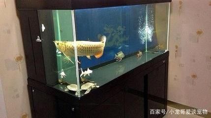 龍魚的魚缸要求:龍魚魚缸的具體要求 龍魚百科 第2張 龍魚的魚缸要求:龍魚魚缸的具體要求 龍魚的魚缸要求:龍魚魚缸的具體要求 龍魚百科 第2張