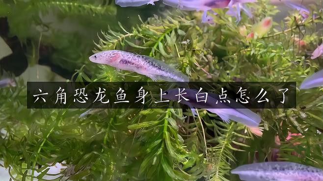 有哪些常見的六角龍疾病？