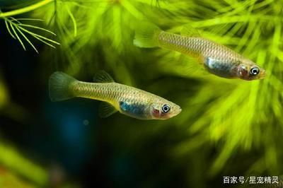 龍魚不能補充什么營養【龍魚不能補充什么營養呢？】