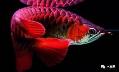 龍魚不能補充什么營養【龍魚不能補充什么營養呢？】