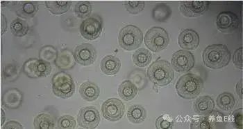 金龍魚寄生蟲感染的癥狀有哪些？ 金龍魚寄生蟲感染的癥狀有哪些？ 龍魚百科 第5張