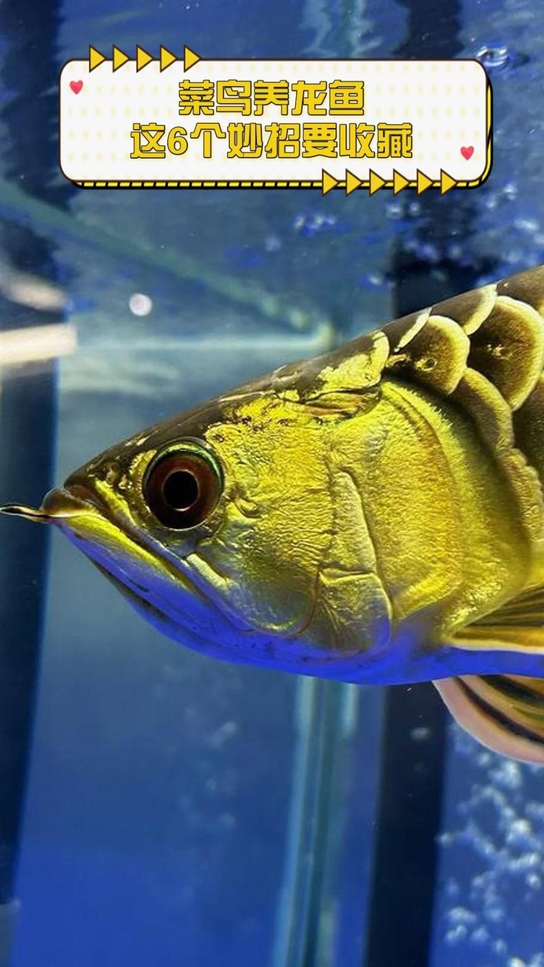 哪種龍魚更適合新手養殖？