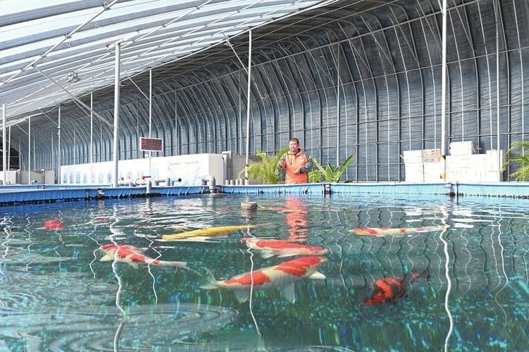 佛岡開水族店怎么樣？加盟祥龍魚場賣龍魚市場怎樣？