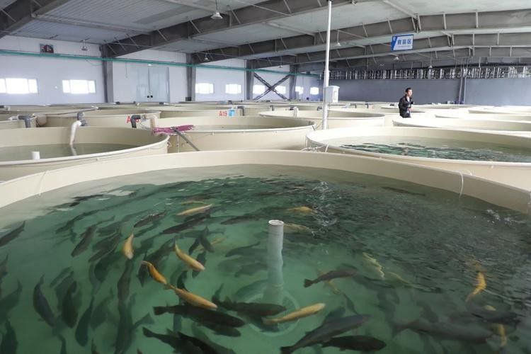 佛岡開水族店怎么樣？加盟祥龍魚場賣龍魚市場怎樣？