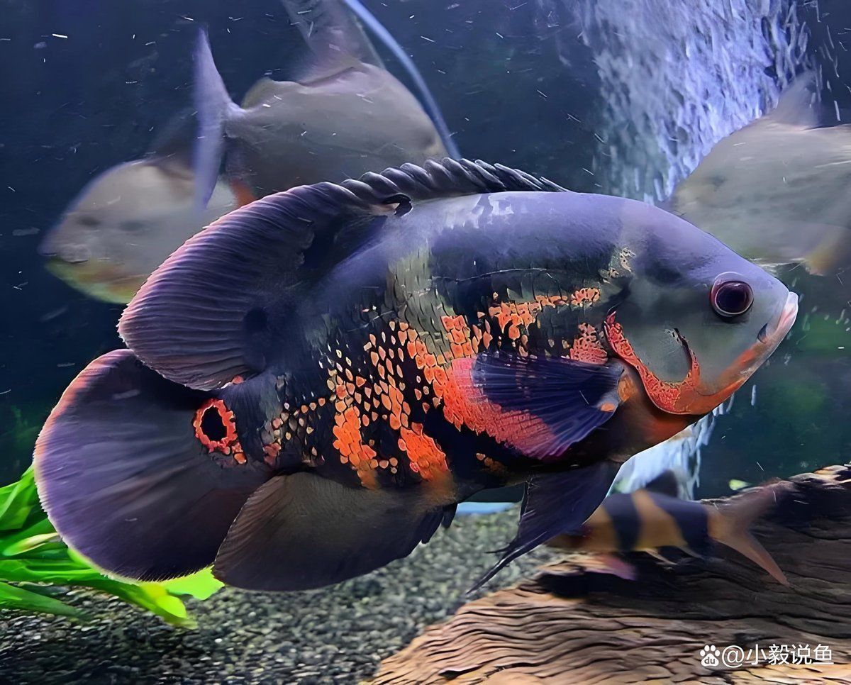 羅漢魚和銀龍魚誰厲害 羅漢魚和銀龍魚誰厲害 龍魚百科 第2張